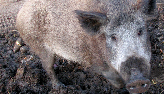 На Хортице зарегистрировали африканскую чуму свиней