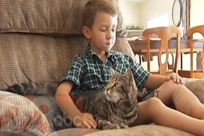 Смелый поступок кошки: она спасла малыша от разъяренного пса. Видео