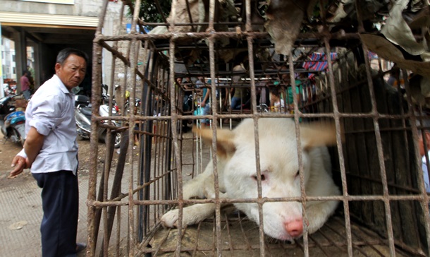 В Китае пройдет жестокий и опасный фестиваль собачьего мяса. Видео
