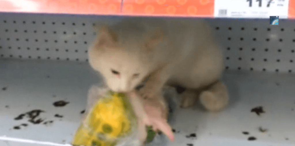 В российском супермаркете поймали необычного вора на месте преступления. Видео
