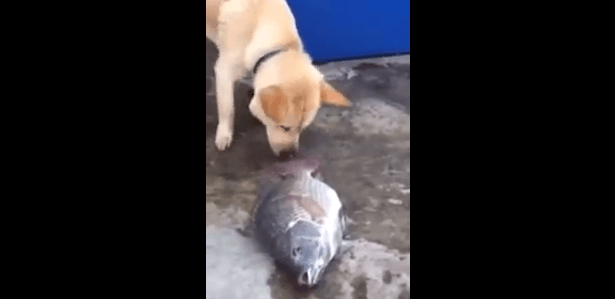 Благородная собака, спасающая жизнь рыбе. Видео