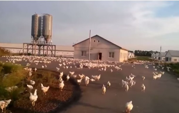 Донбасс: После обстрела птицефабрики сотни кур гуляют «на свободе». Видео