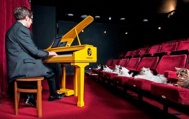 Кошачий рояль. Фото