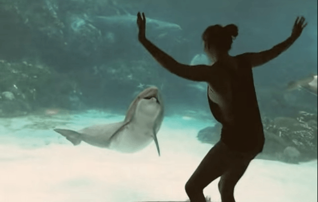 Девочка развеселила дельфина. Видео