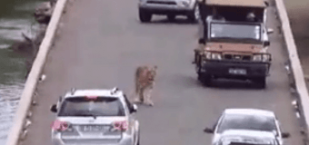 На «экскурсию» по автостраде лев сбежал из зоопарка в ЮАР. Видео