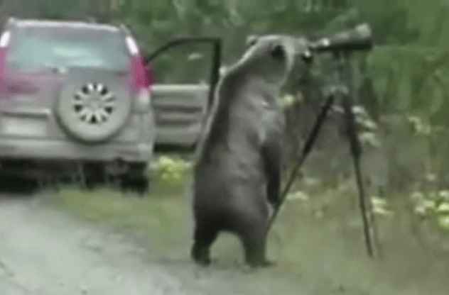 Канадский модный фотограф-медведь. Видео