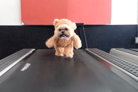 Хит интернета: «Плюшевый» собако-медведь гуляет по беговой дорожке. Видео