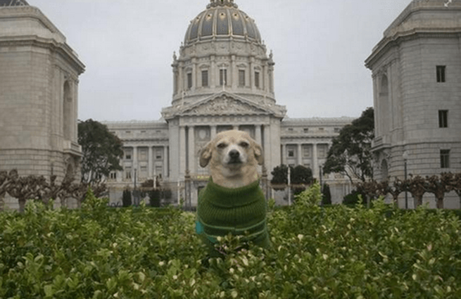 Собака стала мэром Сан-Франциско на один день. Фото