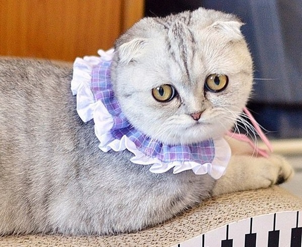 Звезда Instagram: Самая грустная кошка на свете. Фото