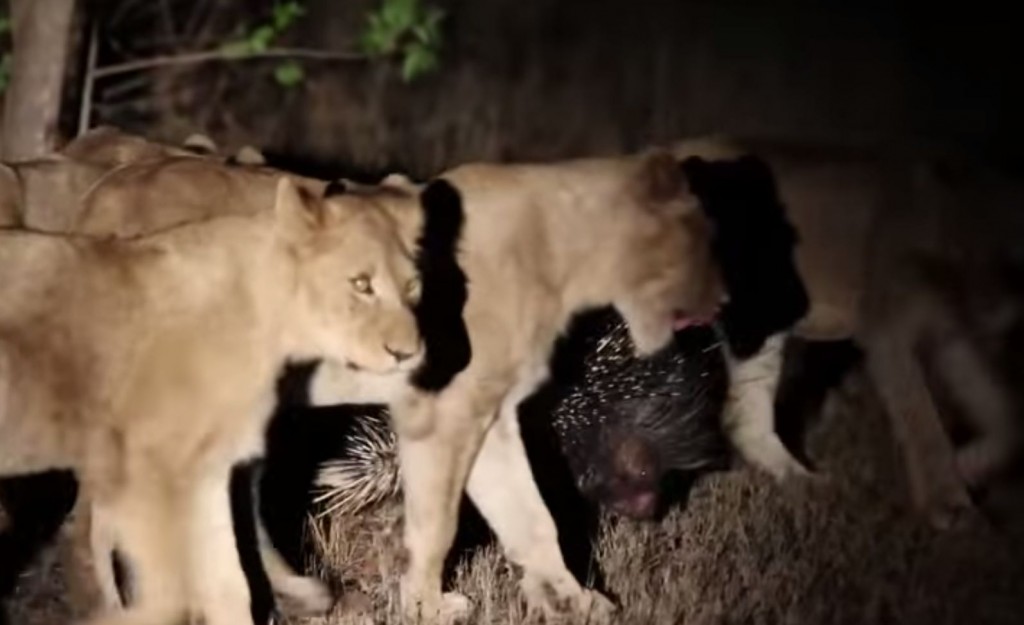 Дикобраз против 17 голодных львиц: зверек оказался не в то время не в том месте. Видео