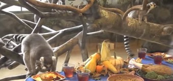 Не очень хорошие манеры: как лемуры пировали на День благодарения. Видео