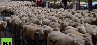 Овцы заполонили улицы Мадрида. Видео