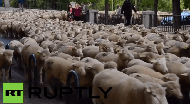 Овцы заполонили улицы Мадрида. Видео