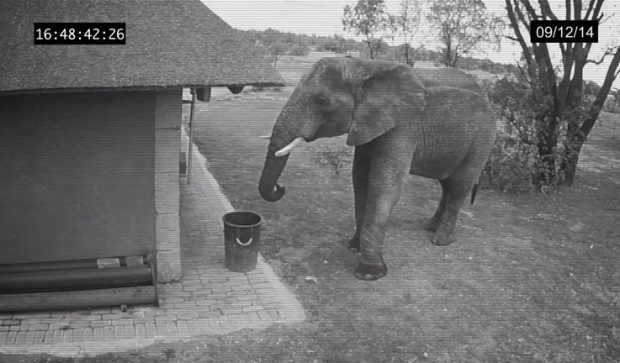 Слон-чистюля убрал за людьми мусор. Видео
