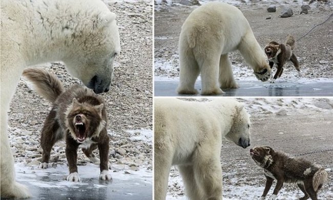 Собака против белого медведя. Фото