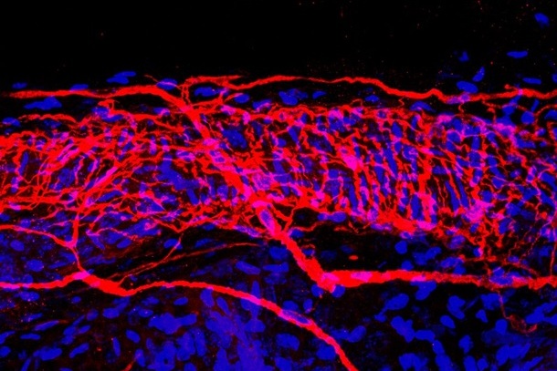 Исследователям удалось сделать самые детализированные снимки нервов. Фото