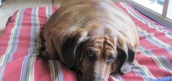 Собаке с титулом «самая толстая сосиска в мире» удалось похудеть. Фото