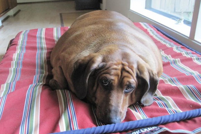 Собаке с титулом «самая толстая сосиска в мире» удалось похудеть. Фото