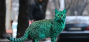 Раскрыт секрет болгарского Зеленого Кота. Видео