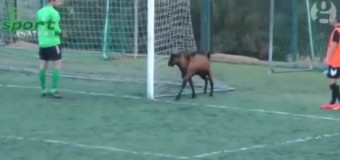 На Крите дважды был остановлен футбольный матч из-за козла. Видео