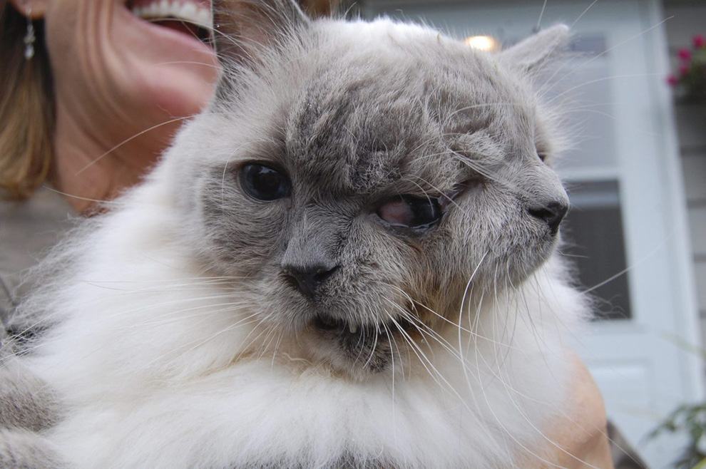 Умер знаменитый кот долгожитель с двумя мордами. Фото