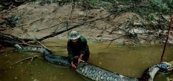 Курьез: Анаконда не смогла проглотить американского ученого в прямом эфире. Видео