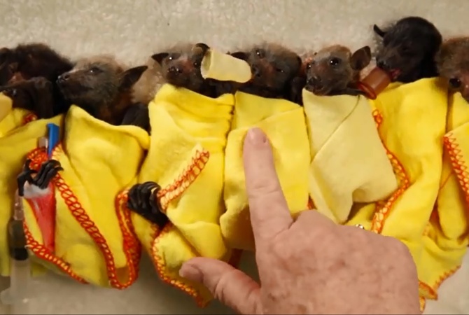 Детенышей летучих лисиц пеленают как человеческих детей. Видео