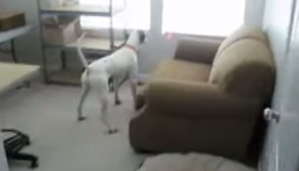 Собака смешно гоняется за лазером, закрепленным на ее ошейнике. Видео