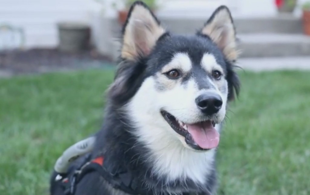 Трогательная история собаки, которой подарили счастье протезы, напечатанные на 3D-принтере. Видео