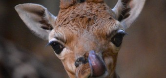 Редкие снимки новорожденного жирафа Ротшильда опубликованы в сети. Фото