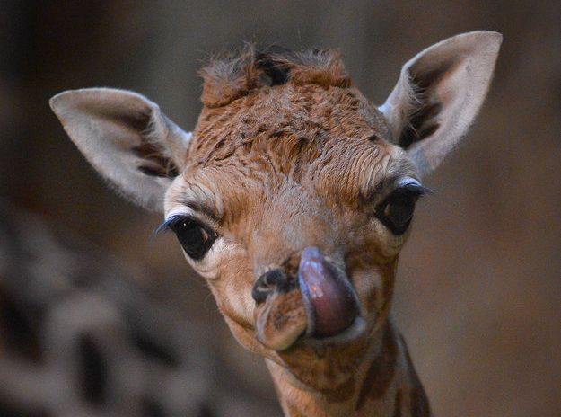 Редкие снимки новорожденного жирафа Ротшильда опубликованы в сети. Фото