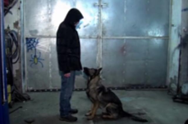 Собака-бандеровка отвечает на лозунг «Слава Украине». Видео