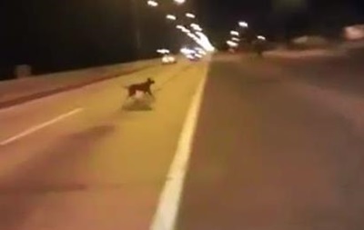 Видео с «телепортирующейся» собакой «взорвало» интернет