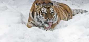 Амурская тигрица Таня лепит снеговика. Видео