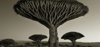 Американский фотограф в течении 14 лет снимала самые старые деревья. Фото