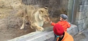 Малыш решил поиграть в зоопарке со львом. Видео