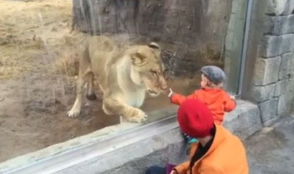 Малыш решил поиграть в зоопарке со львом. Видео
