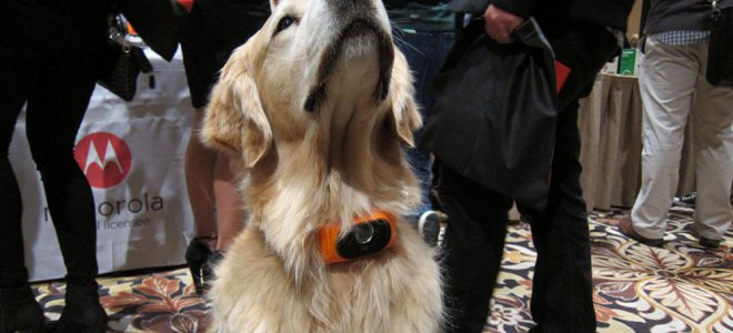 В Америке создали смартфон-ошейник для собак. Видео