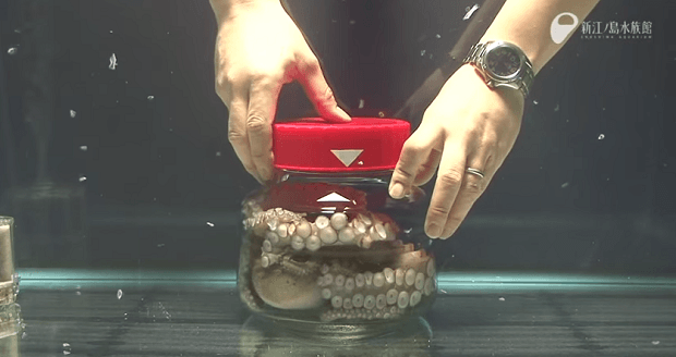 Что будет делать осьминог, если его закрыть в банке? Видео