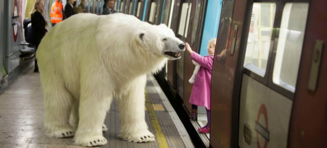 Белый медведь гулял по Лондону. Видео