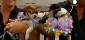 США отметил Новый год  парадом собак. Видео