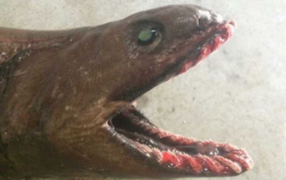 Австралийские рыбаки поймали живое доисторическое чудовище с 300 зубами в 25 рядов. Фото