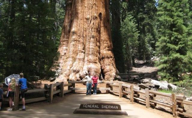 Самым старым деревьям на планете от 1200 до 9500 лет. Фото