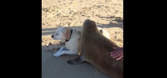 Видео с тюленем, который ластится с собакой на пляже Франции, стало хитом интернета