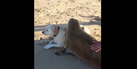 Видео с тюленем, который ластится с собакой на пляже Франции, стало хитом интернета