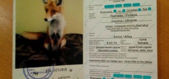 Украинец «подарил» лисе квартиру, скайп и страничку в соцсетях. Фото