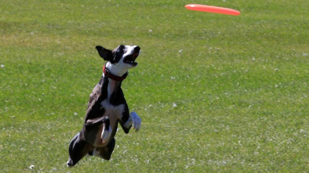 Собака стала мировым рекордсменом по фрисби. Видео