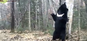 Медведь, мастерски метящий свою территорию, рассмешил интернет. Видео