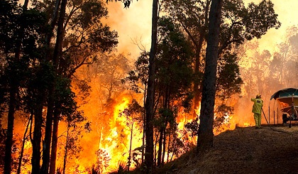 Спасайся кто может: одни из самых крупных пожаров охватили Австралию. Видео