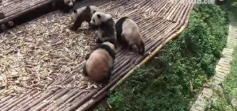 В китайском заповеднике гигантские панды устроили милую массовую драку. Видео